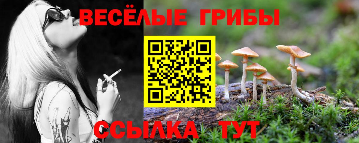 Галлюциногенные грибы Psilocybine cubensis Каменка